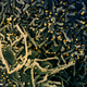 Células de un paciente de covid-19 con síntomas de apoptosis y elongamiento tras ser infectadas por el SARS-CoV-2.